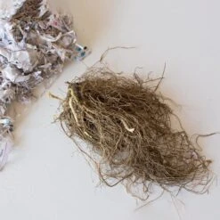 Phlox 'Fashionably Early Flamingo' 3 Phlox 'Fashionably Early Flamingo' -Olivia Plants Sales x600 30690 1