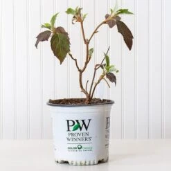 Hydrangea Quercifolia Gatsby Moon®