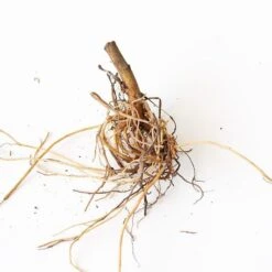 Aster X Frikartii 'Mönch' -Olivia Plants Sales x600 30707