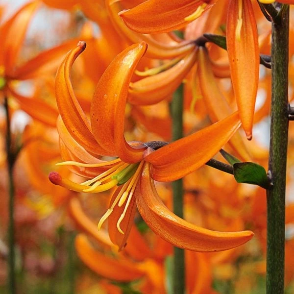 Lilium 'Orange Marmalade' 1 Lilium 'Orange Marmalade'