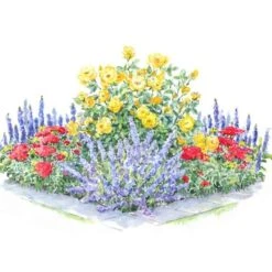 Perfumed Pageant Rose & Perennial Garden 12 Perfumed Pageant Rose & Perennial Garden -Olivia Plants Sales x600 30785