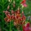 Lilium 'Arabian Knight'