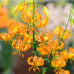 Lilium 'Sunny Morning' -Olivia Plants Sales x600 30799