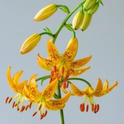 Lilium 'Sunny Morning' -Olivia Plants Sales x600 30801