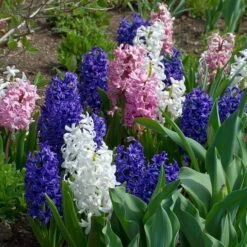 Hyacinthus May Day Bouquet Mix -Olivia Plants Sales x600 30851