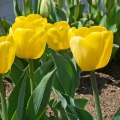 White Flower Farm Yellow Perennial Tulip -Olivia Plants Sales x600 30853