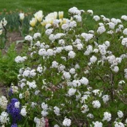 Viburnum Carlesii Spice Baby™ -Olivia Plants Sales x600 30888