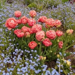 Tulip 'Copper Image' 5 Tulip 'Copper Image' -Olivia Plants Sales x600 31073