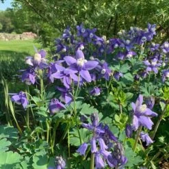 Aquilegia 'Blue Butterflies' -Olivia Plants Sales x600 31124