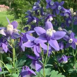 Aquilegia 'Blue Butterflies' -Olivia Plants Sales x600 31125