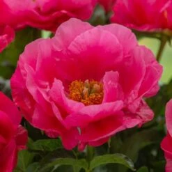 Peony 'Paula Fay' -Olivia Plants Sales x600 31182