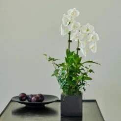 White Dendrobium Orchid Garden In 5" Ceramic Cachepot -Olivia Plants Sales x600 31209