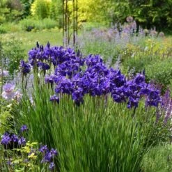 Iris Sibirica 'Caesar's Brother'