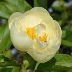 Peony 'Lemon Chiffon' -Olivia Plants Sales x600 31214