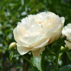 Peony 'Pastelegance' -Olivia Plants Sales x600 31216