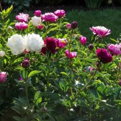 Old-Time Peony Collection -Olivia Plants Sales x600 31242