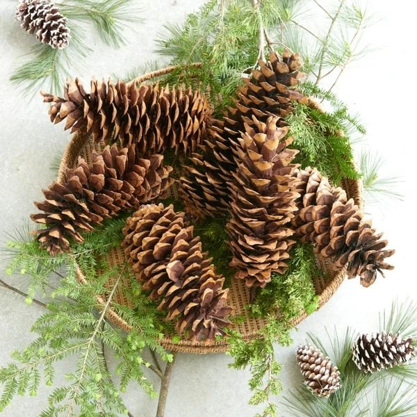 Magnificent Sugar Pine Cones 2 Magnificent Sugar Pine Cones - Image 2