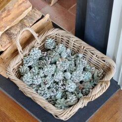 Sapphire Flame Cones, 5 Lb Bag