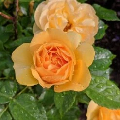Rose Julia Child™ -Olivia Plants Sales x600 31327