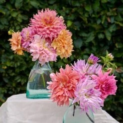 The Big Six Dahlia Collection -Olivia Plants Sales x600 31424