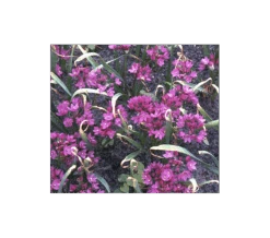 A Big Mix Of Little Alliums 9 A Big Mix Of Little Alliums -Olivia Plants Sales x600 3156