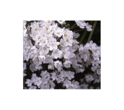 A Big Mix Of Little Alliums 10 A Big Mix Of Little Alliums -Olivia Plants Sales x600 3158