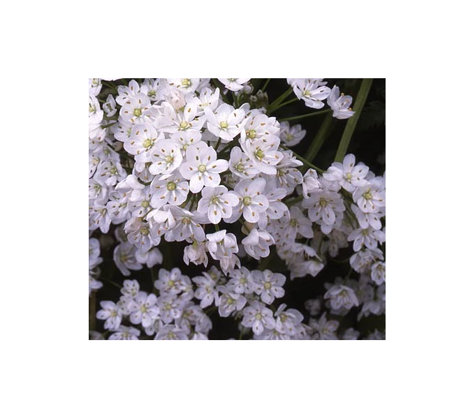 A Big Mix Of Little Alliums 5 A Big Mix Of Little Alliums - Image 5