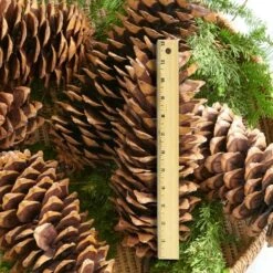 Magnificent Sugar Pine Cones