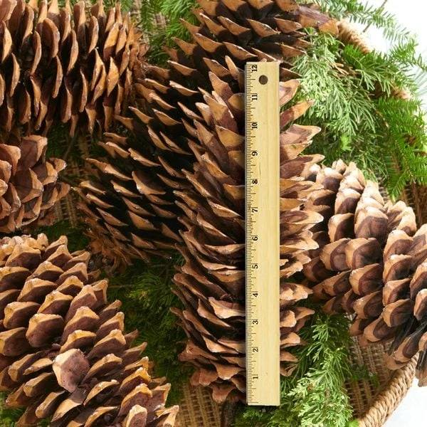 Magnificent Sugar Pine Cones 1 Magnificent Sugar Pine Cones