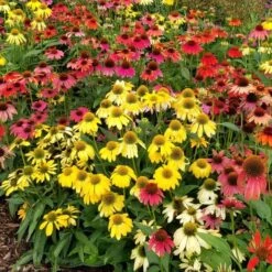 Echinacea 'Cheyenne Spirit' -Olivia Plants Sales x600 31739