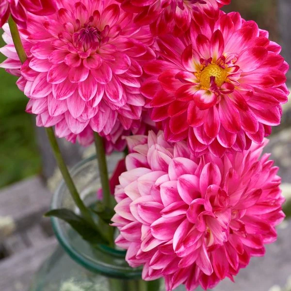 Dahlia 'Seniors Dream' 3 Dahlia 'Seniors Dream' - Image 3