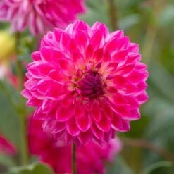 Dahlia 'Seniors Dream' 8 Dahlia 'Seniors Dream' -Olivia Plants Sales x600 31810