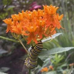 Asclepias Tuberosa -Olivia Plants Sales x600 31941