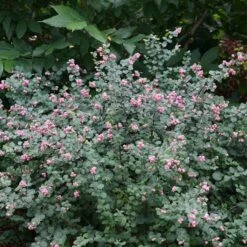 Symphoricarpos Proud Berry® 11 Symphoricarpos Proud Berry® -Olivia Plants Sales x600 31963