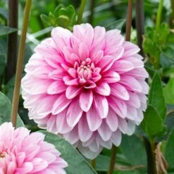 Dahlia 'Strawberry Cream' -Olivia Plants Sales x600 32123
