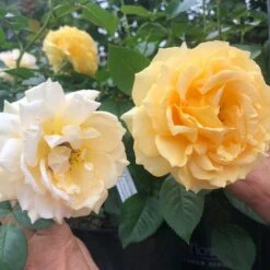 Rose Julia Child™ -Olivia Plants Sales x600 32372