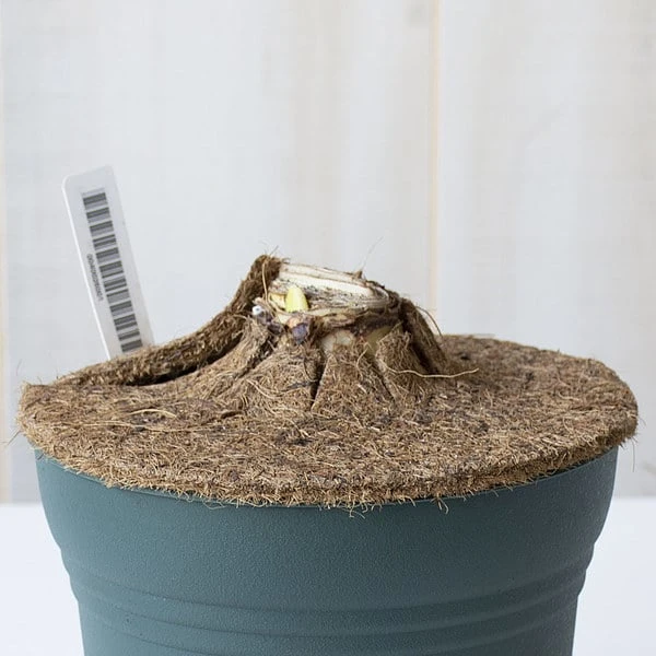 Amaryllis 'Candy Nymph,' One Bulb In White Ceramic Cachepot 2 Amaryllis 'Candy Nymph,' One Bulb In White Ceramic Cachepot - Image 2