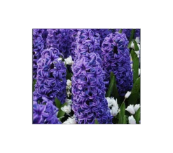 Springtime Sizzle Hyacinth, Forget-me-not & Sedum Collection 6 Springtime Sizzle Hyacinth, Forget-me-not & Sedum Collection -Olivia Plants Sales x600 3289