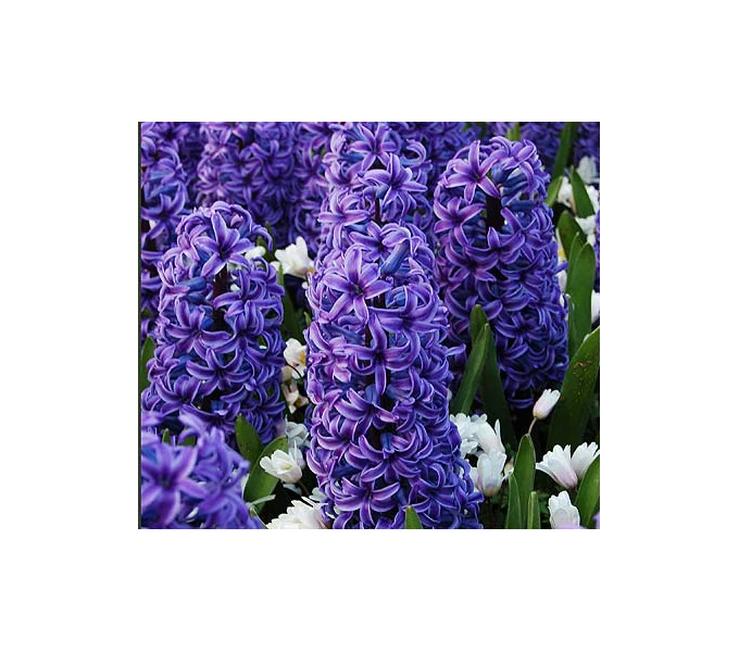 Springtime Sizzle Hyacinth, Forget-me-not & Sedum Collection 3 Springtime Sizzle Hyacinth, Forget-me-not & Sedum Collection - Image 3
