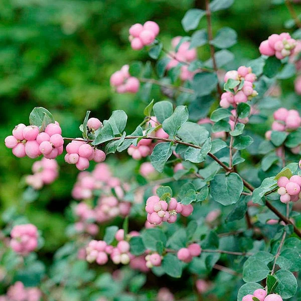Symphoricarpos Proud Berry® 2 Symphoricarpos Proud Berry® - Image 2