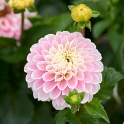 Dahlia 'Light Wizard' -Olivia Plants Sales x600 32981