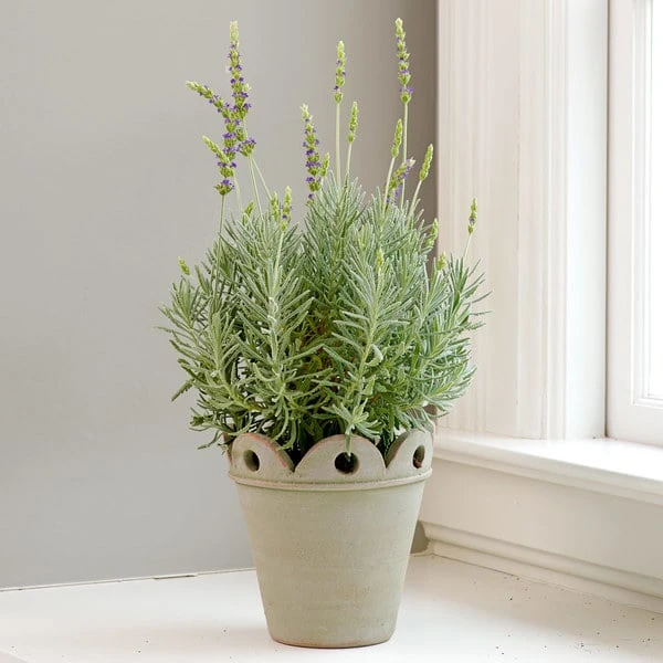 Pendu Pot And Saucer 2 Pendu Pot And Saucer - Image 2