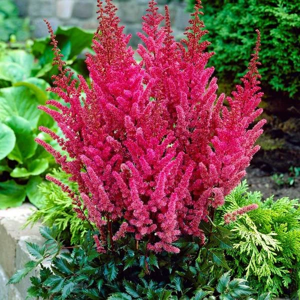Astilbe 'Montgomery' 1 Astilbe 'Montgomery'