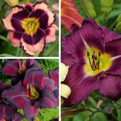 Sultry Eyes Hemerocallis Mix -Olivia Plants Sales x600 33437