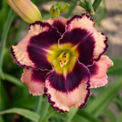 Sultry Eyes Hemerocallis Mix -Olivia Plants Sales x600 33438