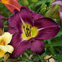 Sultry Eyes Hemerocallis Mix -Olivia Plants Sales x600 33439