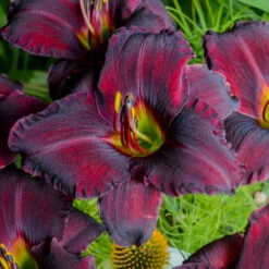 Sultry Eyes Hemerocallis Mix -Olivia Plants Sales x600 33440