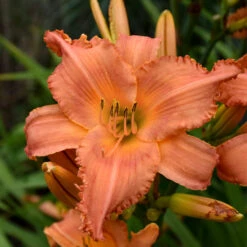 Sunset Glow Daylily Mix -Olivia Plants Sales x600 33443