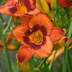 Sunset Glow Daylily Mix -Olivia Plants Sales x600 33445