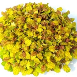 Ajuga Feathered Friends® 'Parrot Paradise' -Olivia Plants Sales x600 33521